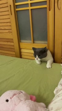 Cute Cats & Funny Cats #cats #shorts #viral #pets #mmvcats