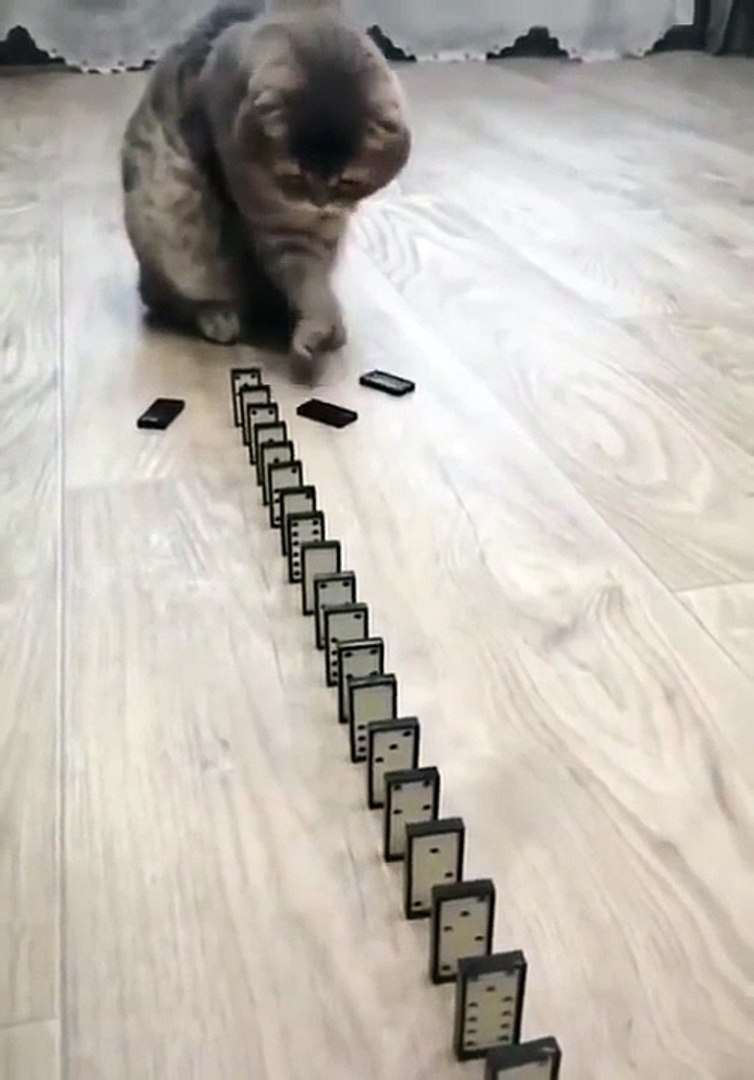 ⁣Domino Cat! Cute Cats!! Funny Cats #Shorts