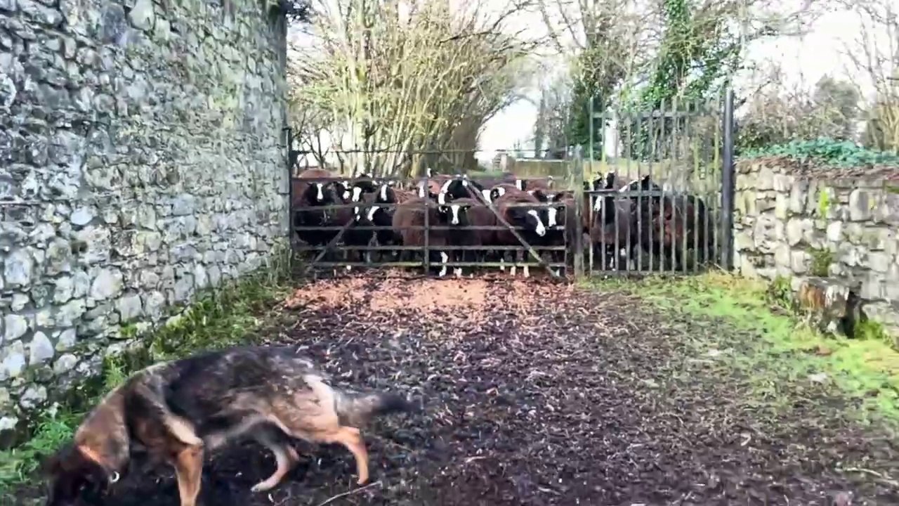 Ewes stampede for meal & hay today & cat Ovenmitt was bold, so got told off
