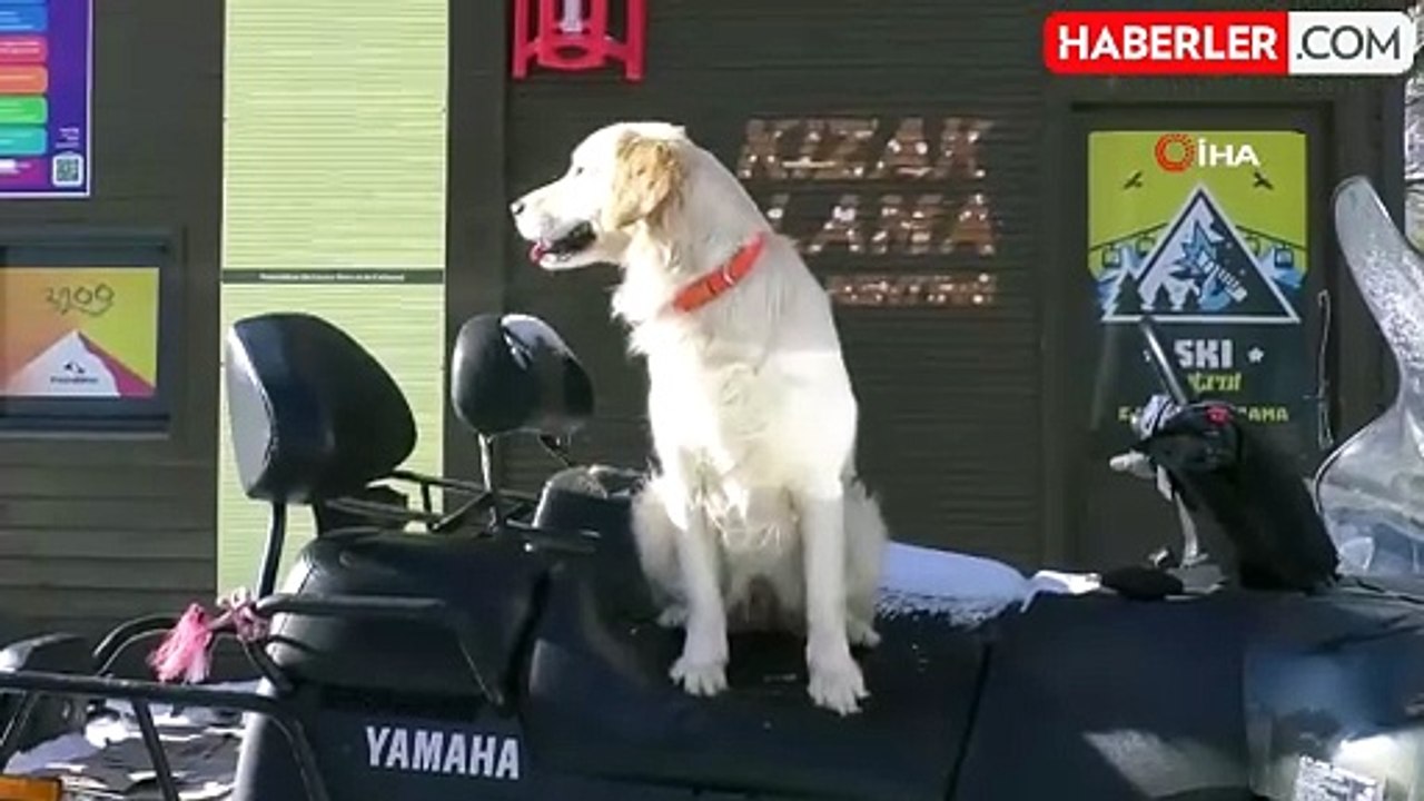 Hera ve Haydut Palandöken'de Arama Kurtarma Köpekleri Olarak Görev Yapıyor