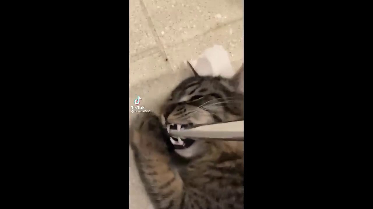 BEST CAT MEMES COMPILATION OF 2023