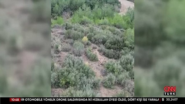 Türkiye'de ilk kez 'albino çakal' görüldü