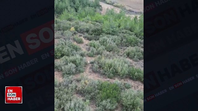 Türkiye'de ilk defa albino çakal görüntülendi