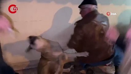 Karabük'teki hayvan zehirlenmelerine ilişkin inceleme başlatıldı