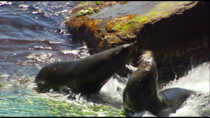 Animal Armageddon - The Next Extinction