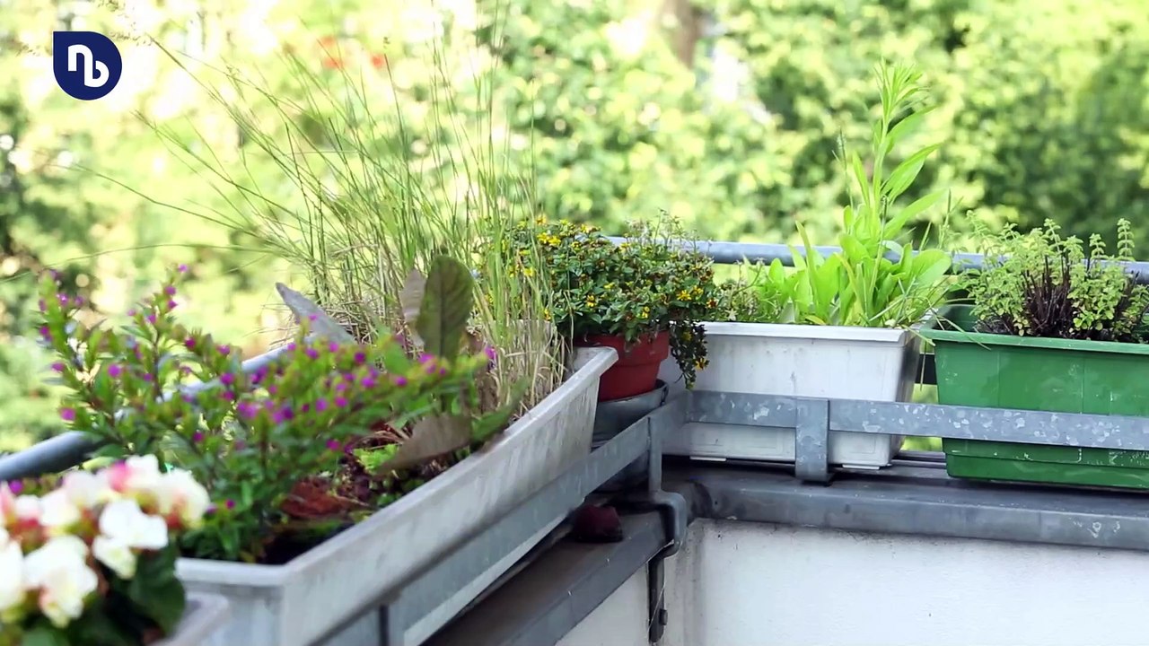 In Topf und Kasten: So spart man auf Balkon und Terrasse