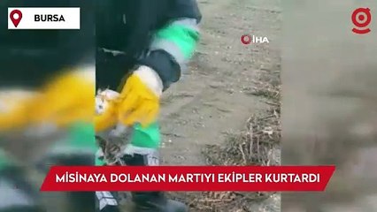 Misinaya dolanan martının yardımına ekipler yetişti