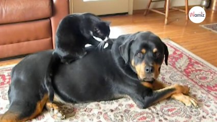 Katze massiert den Rottweiler: Wie der Hund reagiert, ist unbezahlbar (Video)