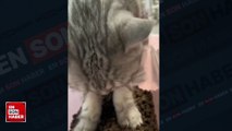 Patileri yardımıyla mama yiyen obur kedi