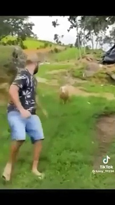 Cute and funny animals video compilation