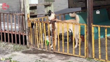 Hayvanların zehirlendiği iddiası üzerine soruşturma başlatıldı