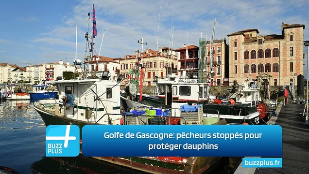 Golfe de Gascogne: pêcheurs stoppés pour protéger dauphins