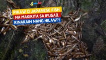 Pikaw o Japanese fish na makikita sa Ifugao, kinakain nang hilaw?! | I Juander