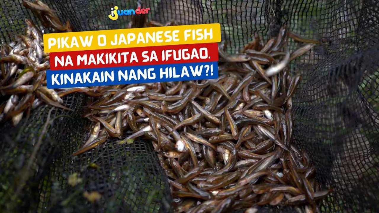 Pikaw o Japanese fish na makikita sa Ifugao, kinakain nang hilaw?! | I ...