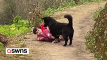 Sweet moment dog comforts toddler after she fell over