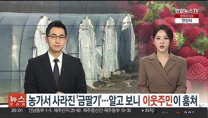 김해 농가서 사라진 '금딸기'…알고 보니 이웃주민이 훔쳐