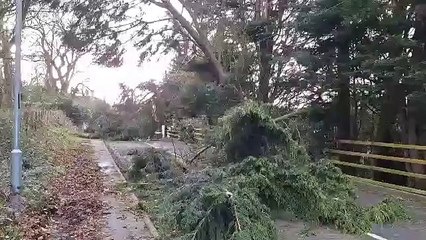 Storm Isha: Four fallen trees, Church Road, Castlereagh, Belfast