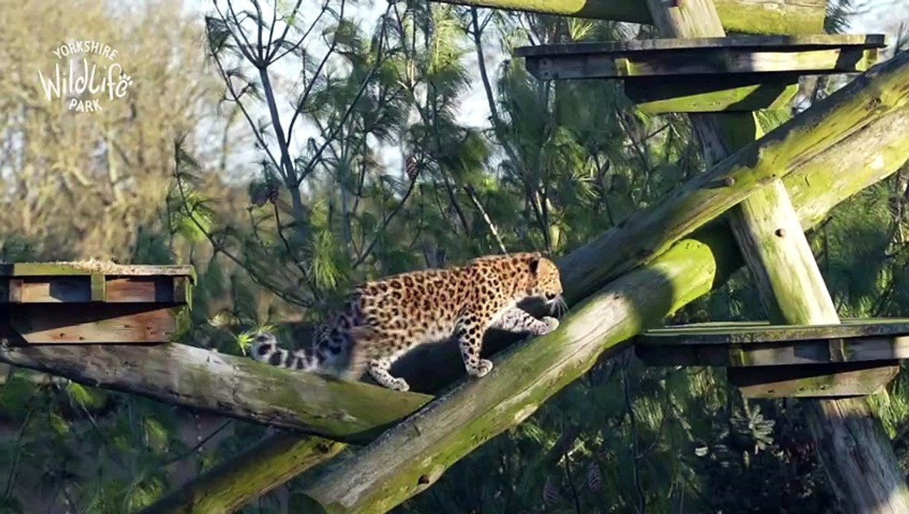 Seven-month-old Auckley the Amur Leopard makes her first oudoor appearance at Yorkshire Wildlife Park