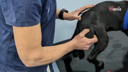 Ils découvrent le secret d'un chien abandonné et font le rapprochement avec un fameux dessin animé