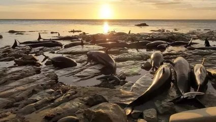 Yeni Zelanda’da kıyıda mahsur kalan balina ve yunus sürüsüne ötenazi yapıldı
