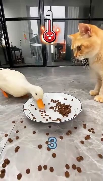 Cat vs duck