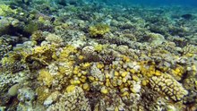 Snorkeling in Ras Mohammed