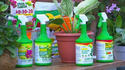 bd-publireportaje-evergreen-220124