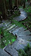 Saber kerne wale log