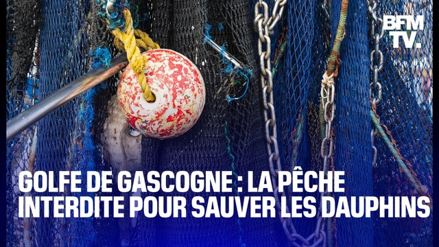Golfe de Gascogne: pour protéger les dauphins, les pêcheurs doivent rester à quai pendant un mois
