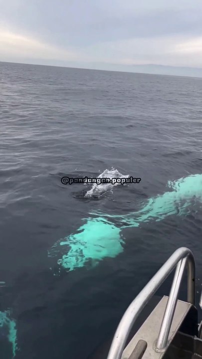 Keganasan Paus Orca