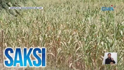 Ilang tanim na mais, nanilaw at natuyo | Saksi