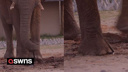 Elephant snaps axe in half ‘like a matchstick' using its huge feet