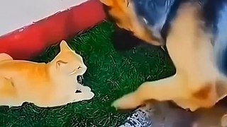 V funny fighting between cats and dogs