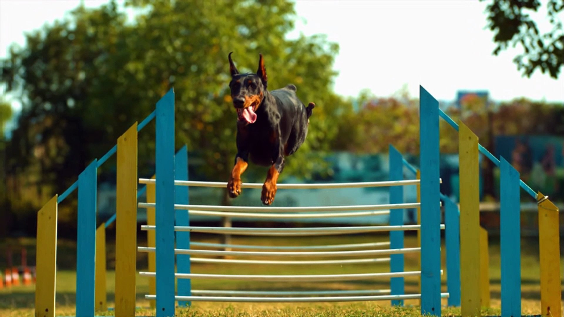 ⁣Everything Looks Amazing in SLOW MOTION in 8K ULTRA HD / 8K TV