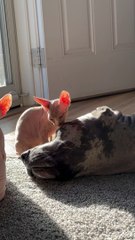 Great Dane Gets a Sphynx Bath