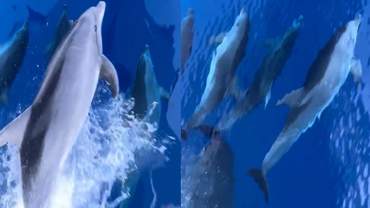 Amazing Moment Dolphins Swim Extremely Close to Boat