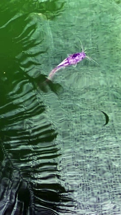 Terkena penyakit apakah ikan lele ini❓Bagaimana cara mengobatinya❓Jawaban yang benar berhadiah 1 Bks jarcok 