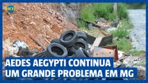 Aedes aegypti continua um grande problema em MG