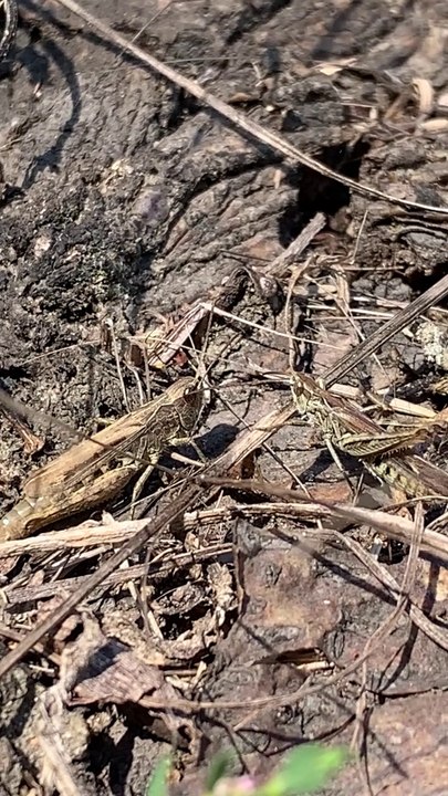 Verkannter grashüpfer (chorthippus mollis)