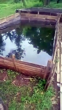 Cek hasil pemijahan sepasang indukan lele❗ Alhamdulillah berhasil