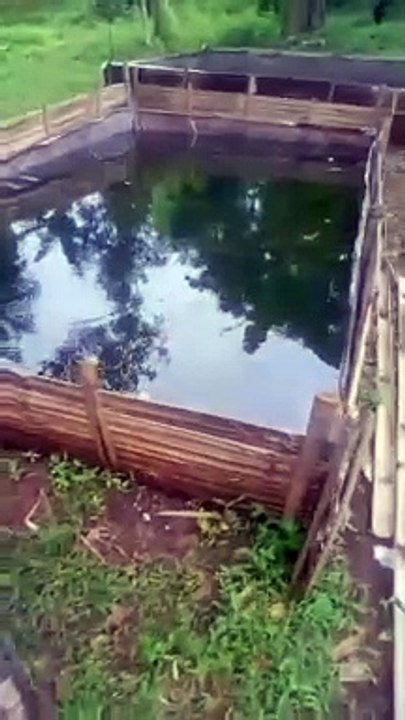 Cek hasil pemijahan sepasang indukan lele❗ Alhamdulillah berhasil