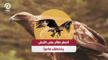 أخطر طائر على الأرض يختطف ماعزاً