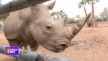 Meet Masiki the Baby White Rhino at Wildlife World Zoo!