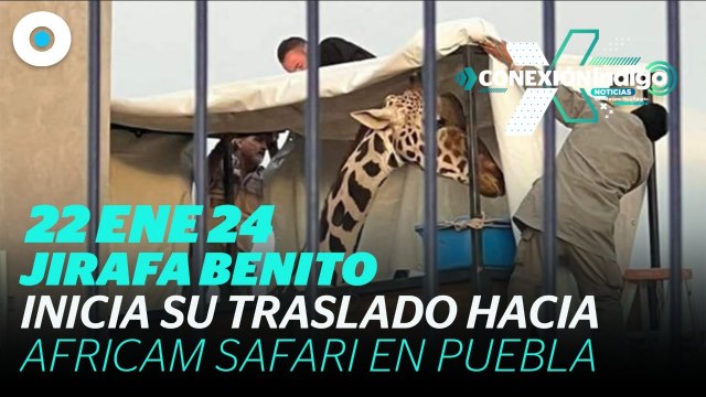 El viaje de la Jirafa Benito hacía Africam Safari | Reporte Índigo