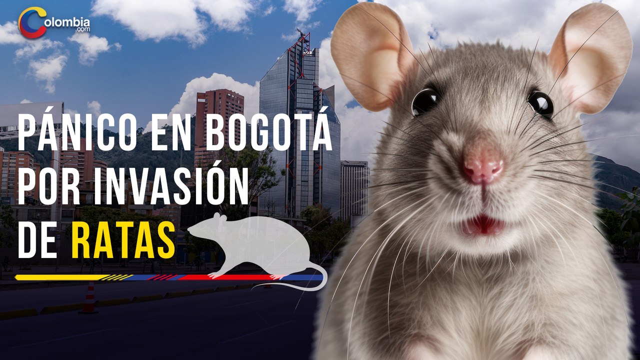 Invasión de ratas en Bogotá enciende las alarmas de las autoridades sanitaria