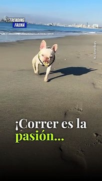 Esmeralda, sigue moviendo tus patitas …te llevarán a cualquier lugar