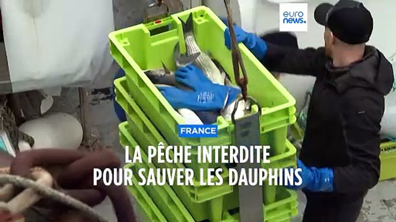 France : la pêche interdite à une catégorie de bateaux afin de préserver les dauphins