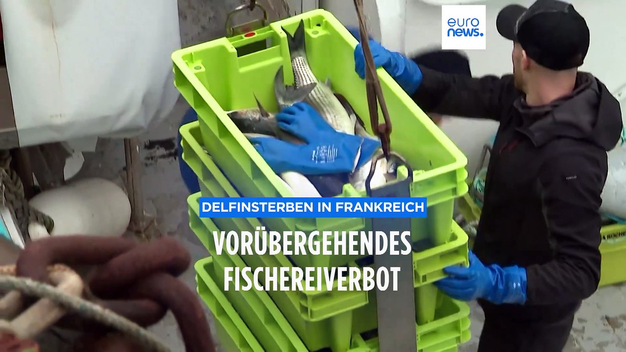 Delfinsterben: Vorübergehendes Fischereiverbot in Frankreich tritt in Kraft