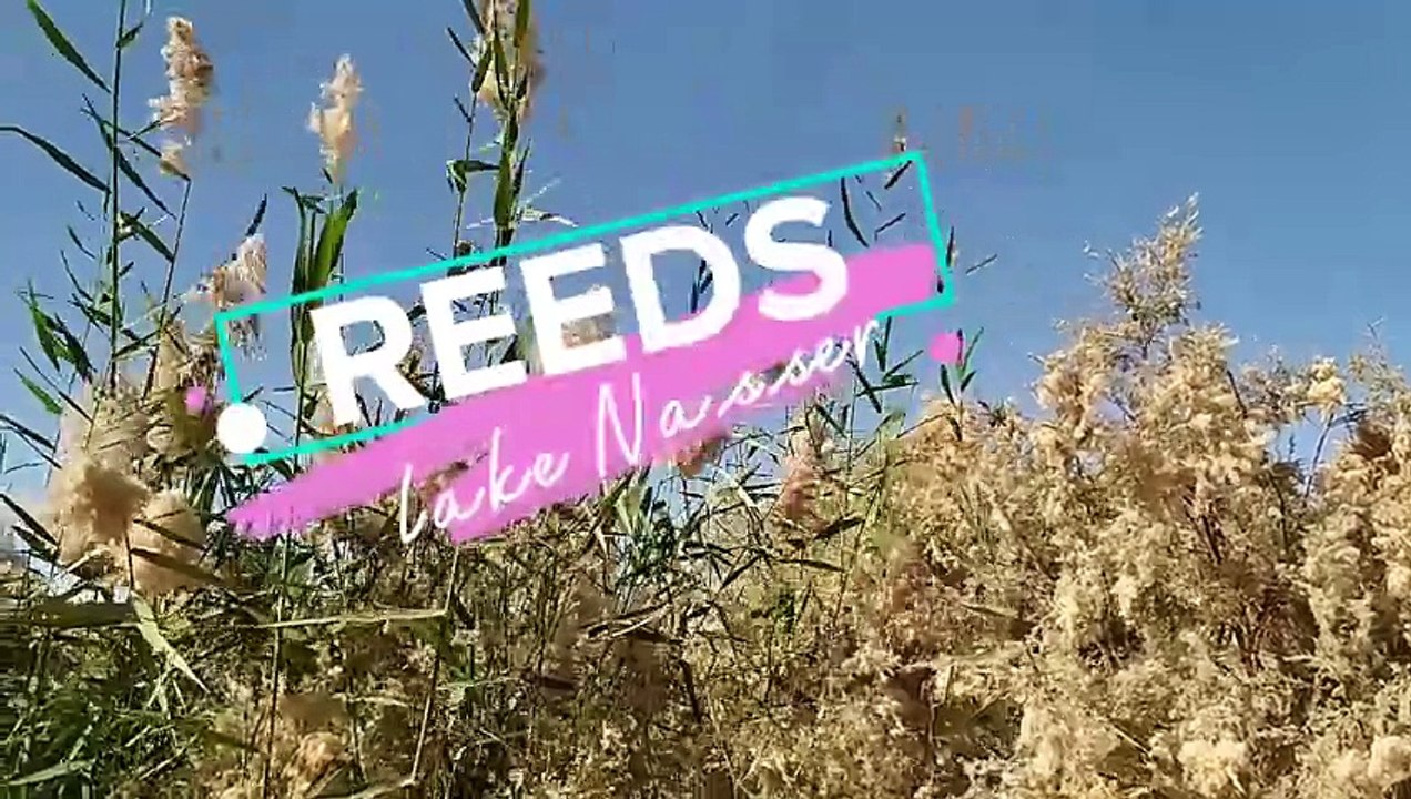 Reed on the shore