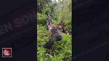 İnsanların yanından geçip giden goril